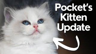 Ragdoll Kittens 8 Weeks Old  So Cute  Funny Kittens