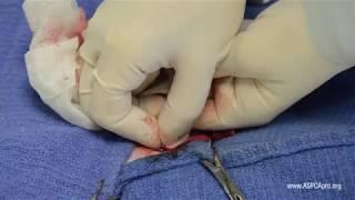 Spay/Neuter Surgery: Pedicle Tie