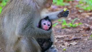 Ellen Very Beautiful. Love Monkey Primate: