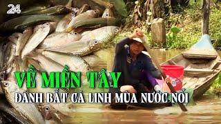 Về miền Tây đánh bắt cá linh mùa nước nổi | VTV24