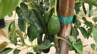 Visiting the Maddock Nursery Fallbrook Avocado tree grow fields. Hit the Jackpot! GEM update