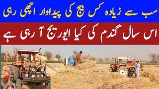 New Gandam Average 2024 | Usman Agriculture