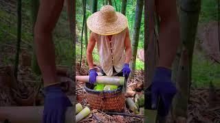 hái măng rừng #bambooshoot