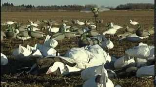 Preview of a Duck and Goose Hunt in Saskatchewan, Canada by Sunrise productions