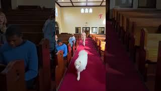 A Lonely Girl Finds a Furry Friend in Church #shorts