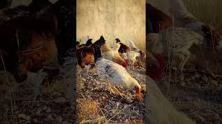 Adorable Hens' Eating Bread #shorts #viralvideo #trending #ducklings #trend