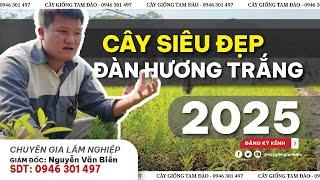 CÂY SIÊU ĐẸP - ĐÀN HƯƠNG TRẮNG giá rẻ ẤN ĐỘ