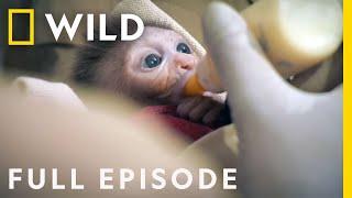 Baby Monkey Rescued from Highway (Full Episode) | Jungle Animal Rescue