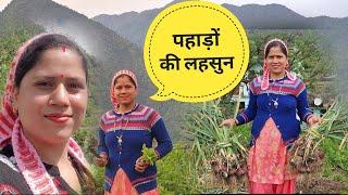 बदलता मौसम और लहसुन || Priyanka Yogi Tiwari || Pahadi lifestyle ||