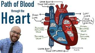 Path of Blood Flow through the Heart | Step by step through every chamber, valve, and major vessel