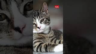 cats |@YouTube #catlover #cat #cats #srilanka #usa #indonesia #europe #canada #uae #funny #shorts