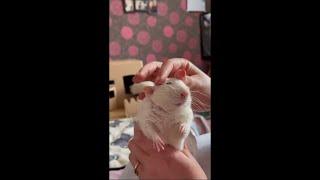 Hamster Enjoying Head Scritches