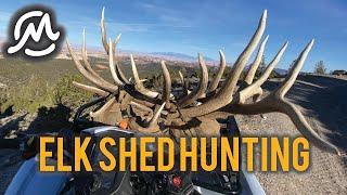 THE BEST ELK SHED ACTION YOU'LL SEE!