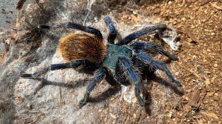 Green Bottle Blue Tarantula (Chromatopelma Cyaneopubescens) Rehouse and feeding clip.