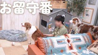 大きい犬達とお兄ちゃんのお留守番を覗いてみたら全員健気すぎてうるっとしました【ボーダーコリー・オーストラリアンシェパード】