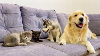 Adorable Golden Retriever Helps Husky Puppy Make Friends with Kittens!