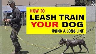 How To Leash Train Your Dog Using a Long Line - Robert Cabral Dog Training Video