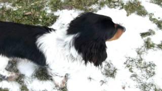 Bentley - long hair dachshund