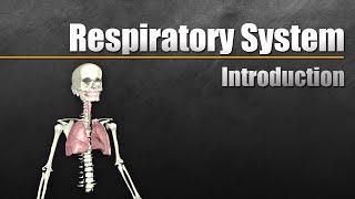 Intro to the Respiratory System