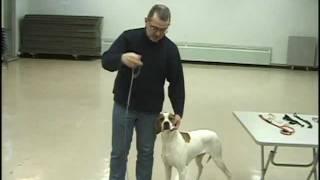 Dog Show Tips - Episode 3   The Lead