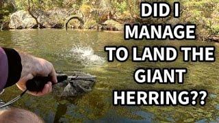 The Giant Herring: The Fish That Thinks It's a Bird