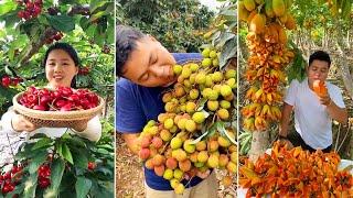 Awesome Cutting Fruit on The Tree | Amazing Fruits Cutting Skills