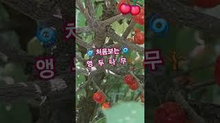 처음보는앵두나무 #앵두나무 #윤탱이네 #임영웅 #온기 #앵두걸스