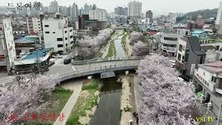 충남 천안시 원성천 벚꽃&천안삼거리 재개발 드론영상