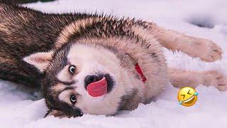 Normal dogs vs Huskies FUNNIEST Huskies | 10 Minutes Best Videos | Part 9