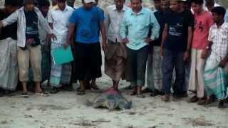 Zahirul Islam - Community based sea turtle conservation, Bangladesh