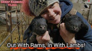 Out with Rams, In with Lambs: Ewetopia Farms' Lambing Season Rituals