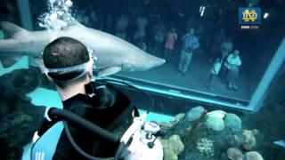 TJ Jones Swims With Sharks