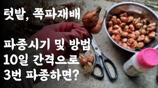 텃밭, 쪽파재배 / 추석에 먹으려면? / 김장때 먹기좋은 파종시기는? / 파종시기 및 방법   /  10일간격으로 3번 파종하면? / 쪽파종구 소독방법?