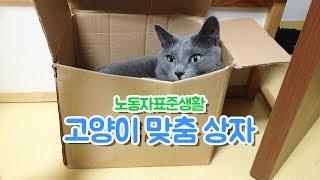 고양이 맞춤 박스 #1