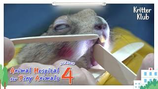 Today's Patient: Prairie Dog I Animal Hospital For Tiny Animals 4