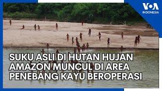 Suku Asli di Hutan Hujan Amazon Muncul di Area Penebang Kayu Beroperasi