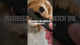 Remote stealing puppy!!! #heather #puppy #youtubeshorts #pets #pet #cute #funny