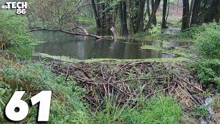 Flooded Forest Through The Excess Water In The Beaver Dam - Two Dams Removal With Excavator No.61