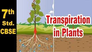 Class 7 | Transpiration in Plants | Science | NCERT | CBSE Board | Home Revise