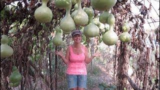 We Had No Idea Birdhouse Gourds Would Grow So Well!