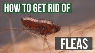 How to Get Rid of Fleas Guaranteed (4 Easy Steps)