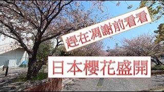 【日本公園櫻花盛開】日本住家旁的小公園，真的是太漂亮了