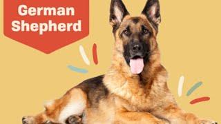 10 Fascinating Facts about the German Shephard | Dog Trivia | DAILY PAWS