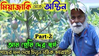 মিয়াজাকি থেকে অস্টিন ফল দেখে চিনে নিন  ইউনিক সমস্ত আম গাছ 3500 আমের মাদার পাবেন এই নার্সারিতে