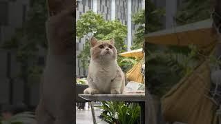 Kucing imut banget #catlover #kucinglucuterbaru #duniakucinglucu