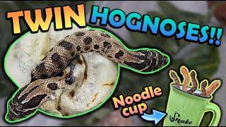 We got TWINS!! Baby Hognoses Hatching!