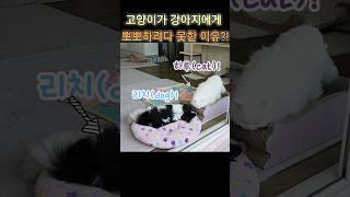 고양이가 강아지에게 뽀뽀하려다 실패한 이유!? #shorts#funnydog#funny#funnycat#내마음속최고#정동원노래#MyFavorite