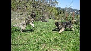 Illyrian Sheepdog Daily Routine on Kosova Highlands