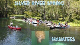 silver river springs ride: manatees up close!