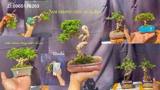 Video 150: sam hương siêu quái , linh sam , Mct ...bonsai mini giá bình dân ️(0965175263)